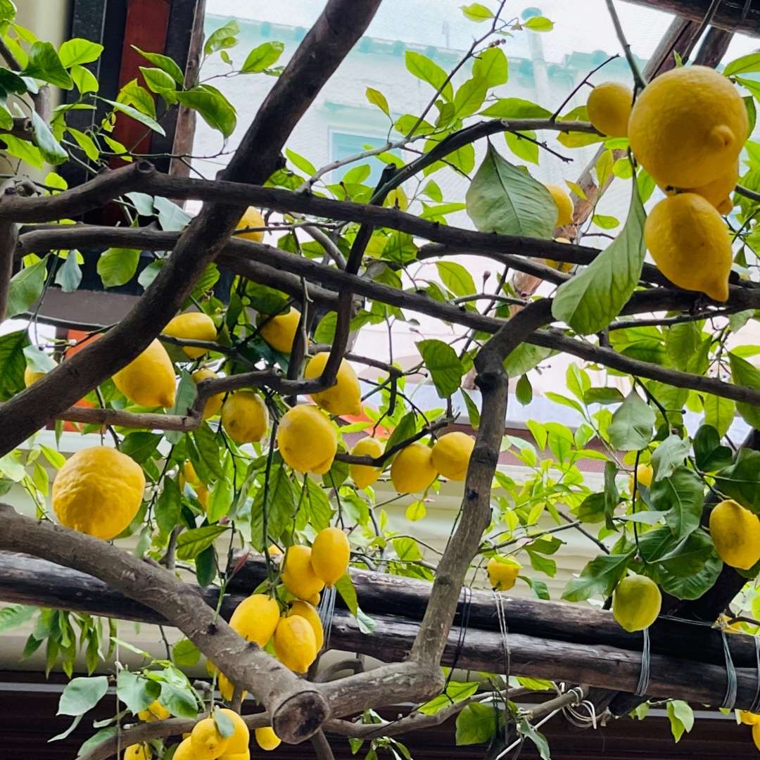 Lemons growing on trellis